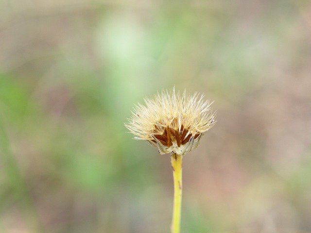 Free download Dandelion Bokeh Flower -  free photo or picture to be edited with GIMP online image editor