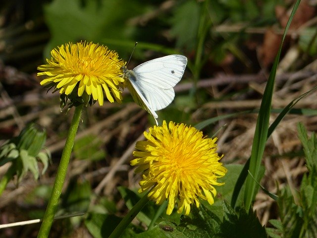 Free download Dandelion Butterfly -  free photo or picture to be edited with GIMP online image editor