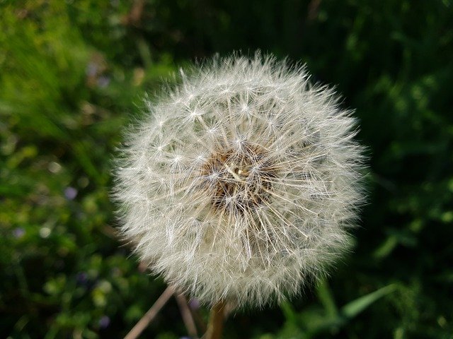 Free download Dandelion Closeup Nature -  free photo or picture to be edited with GIMP online image editor