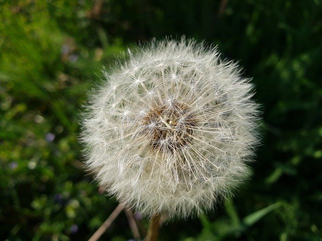 Gratis download Dandelion Close Up Nature - gratis foto of afbeelding om te bewerken met GIMP online afbeeldingseditor