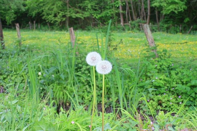 הורדה חינם של Dandelion Countryside - תמונה או תמונה בחינם לעריכה עם עורך התמונות המקוון GIMP