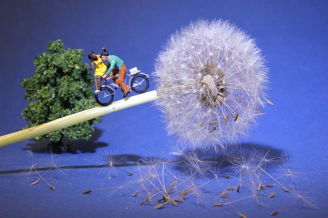 Dandelion Cycling Miniature download gratuito - foto ou imagem grátis para ser editada com o editor de imagens online GIMP