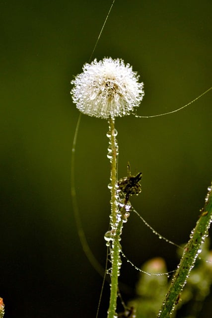 タンポポの露クモの巣の花の無料ダウンロード GIMP で編集できる無料のオンライン画像エディター