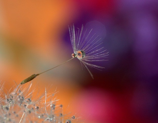 Descarga gratuita Dandelion Drops Water - foto o imagen gratuita para editar con el editor de imágenes en línea GIMP