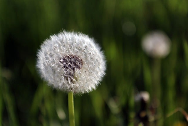 Free download dandelion ephemeral seeds light free picture to be edited with GIMP free online image editor