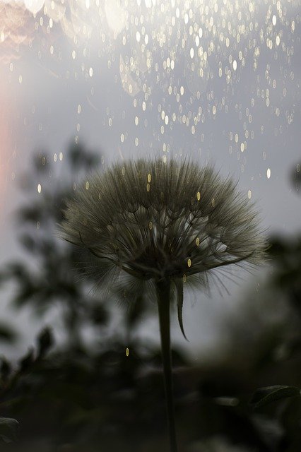 Free download Dandelion Evening Light -  free photo or picture to be edited with GIMP online image editor