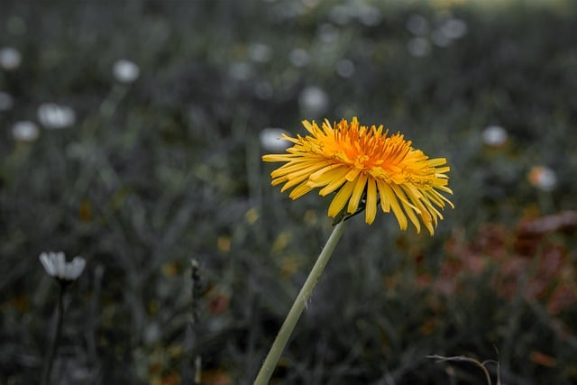 Free download dandelion flora close up free picture to be edited with GIMP free online image editor