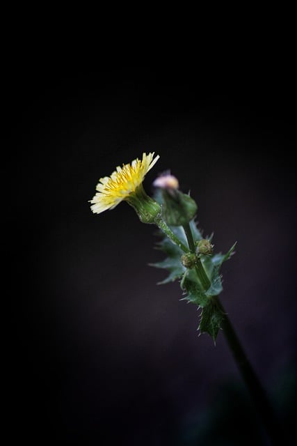 Muat turun percuma kelopak bunga dandelion flora gambar percuma untuk diedit dengan editor imej dalam talian percuma GIMP