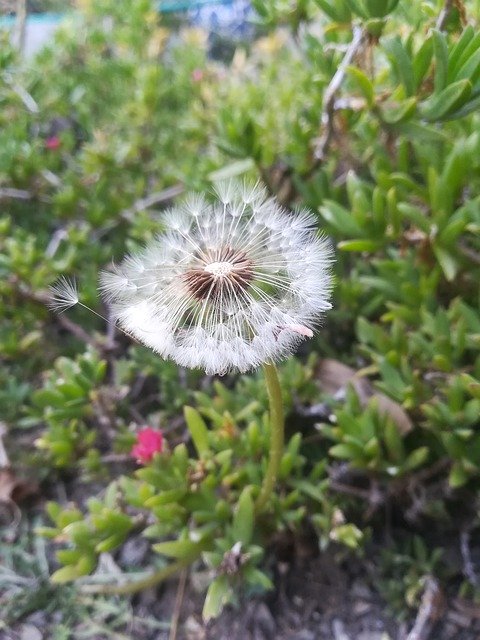 Free download Dandelion Flora Garden -  free photo or picture to be edited with GIMP online image editor