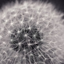 Dandelion flower  screen for extension Chrome web store in OffiDocs Chromium
