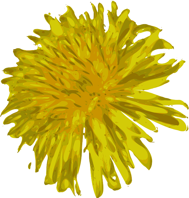 Free download Dandelion Flower Beautiful - Free vector graphic on Pixabay free illustration to be edited with GIMP free online image editor