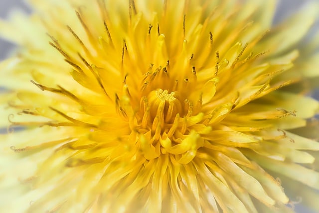 Free download dandelion flower bloom blossom free picture to be edited with GIMP free online image editor