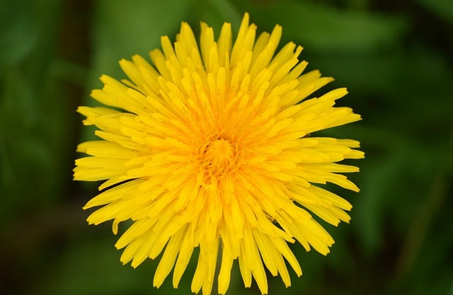 Free download dandelion flower common dandelion free picture to be edited with GIMP free online image editor