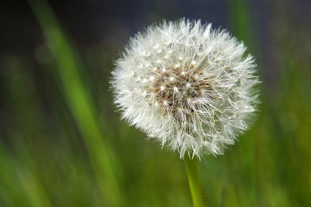 Free download dandelion flower filigree seeds free picture to be edited with GIMP free online image editor