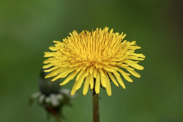 Скачать бесплатно цветок одуванчика - бесплатное фото или изображение для редактирования с помощью онлайн-редактора изображений GIMP