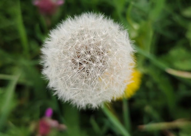 Free download dandelion flower plant bloom free picture to be edited with GIMP free online image editor