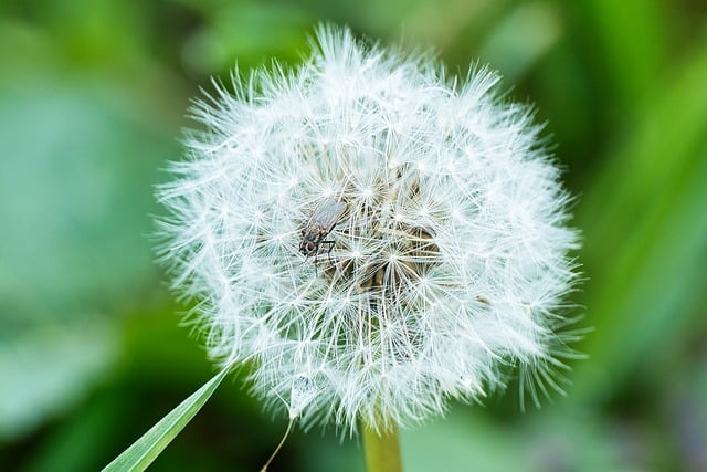 Free download dandelion flower plant close up free picture to be edited with GIMP free online image editor