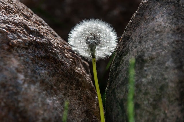 Free download dandelion flower plant nature free picture to be edited with GIMP free online image editor