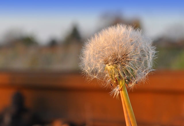 Free download dandelion flower railway track free picture to be edited with GIMP free online image editor
