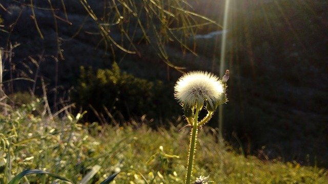 Scarica gratuitamente Dandelion Flower Ray Of Light: foto o immagine gratuita da modificare con l'editor di immagini online GIMP