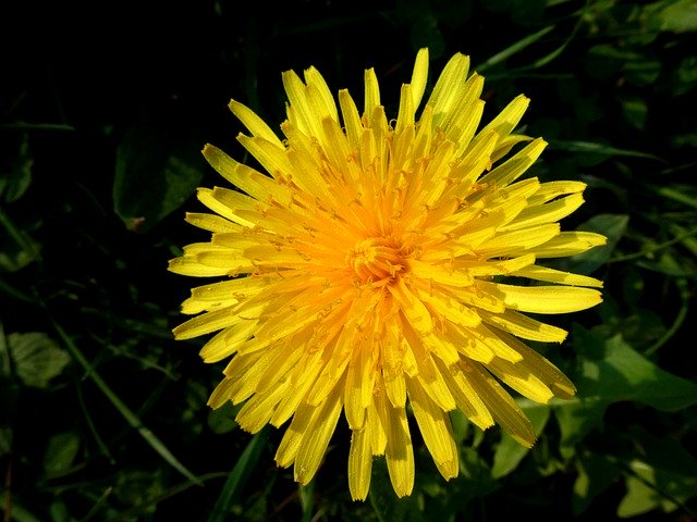 Unduh gratis Dandelion Flower Rays - foto atau gambar gratis untuk diedit dengan editor gambar online GIMP