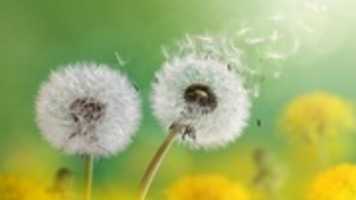 Free download dandelion_flowers_4k-1920x1080 free photo or picture to be edited with GIMP online image editor