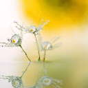 dandelion flowers condensing water  screen for extension Chrome web store in OffiDocs Chromium