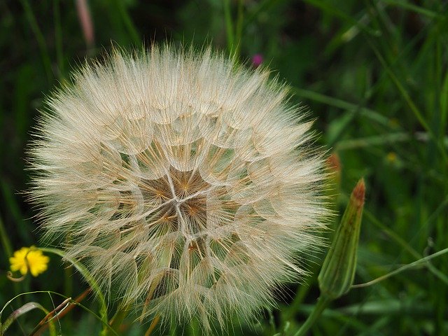 Free download Dandelion Flower Seeds -  free photo or picture to be edited with GIMP online image editor