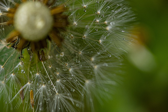 Free download dandelion flower seeds dew wet free picture to be edited with GIMP free online image editor