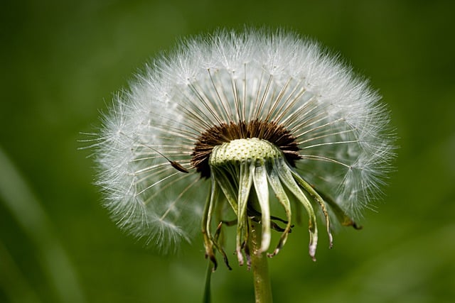 Free download dandelion flower seeds seed head free picture to be edited with GIMP free online image editor