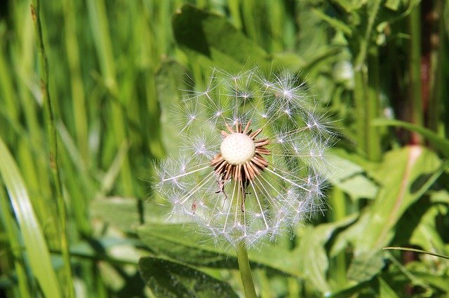 Descarga gratuita Dandelion Flowers Prairie Wild - foto o imagen gratuita para editar con el editor de imágenes en línea GIMP