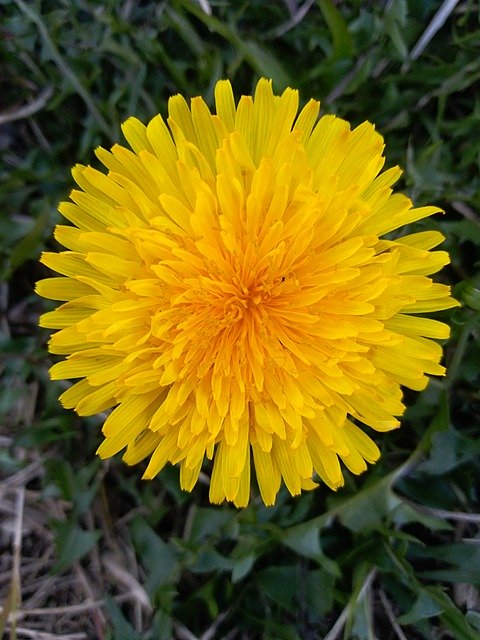 Free download Dandelion Flower Spring -  free photo or picture to be edited with GIMP online image editor