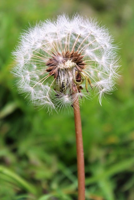 Free download dandelion flower wildflower plant free picture to be edited with GIMP free online image editor