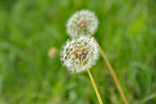 Free download dandelion flower wish bloom free picture to be edited with GIMP free online image editor