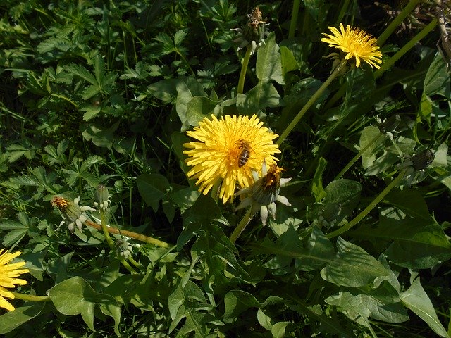 Dandelion Flower Yellow download gratuito - foto ou imagem grátis para ser editada com o editor de imagens online GIMP