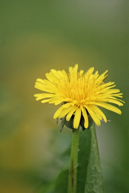 Free download dandelion flower yellow flower free picture to be edited with GIMP free online image editor