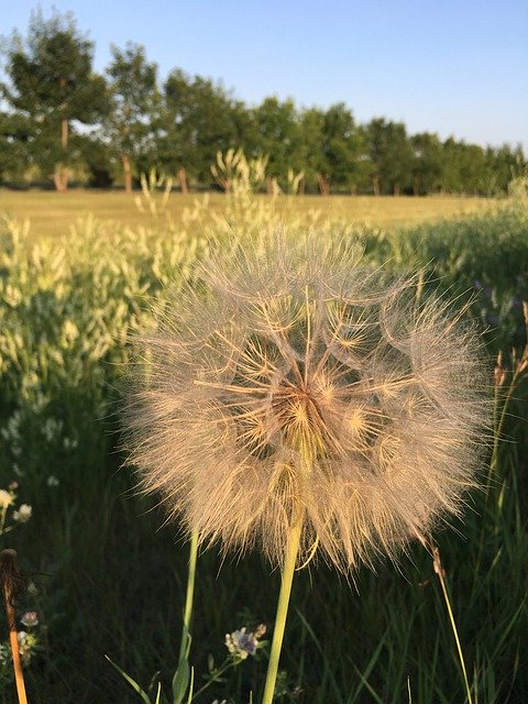 Téléchargement gratuit de Dandelion Fluffy Seeds - photo ou image gratuite à éditer avec l'éditeur d'images en ligne GIMP