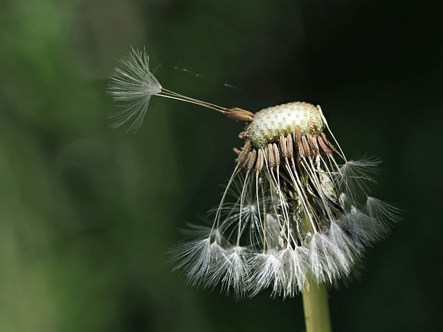 Free download dandelion flying seeds close up free picture to be edited with GIMP free online image editor