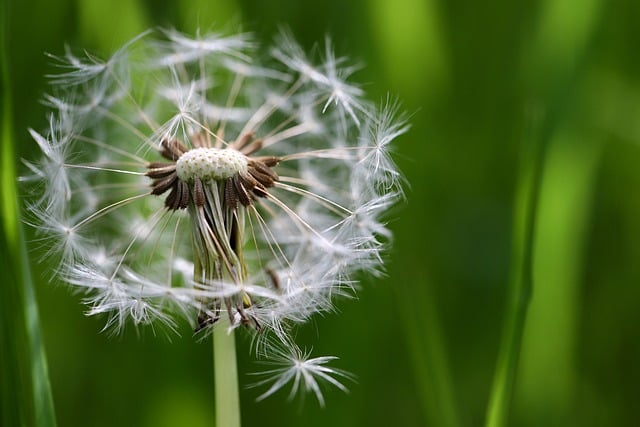 Free download dandelion flying seeds leontodon free picture to be edited with GIMP free online image editor
