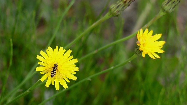 Unduh gratis Dandelion Fly Meadow - foto atau gambar gratis untuk diedit dengan editor gambar online GIMP