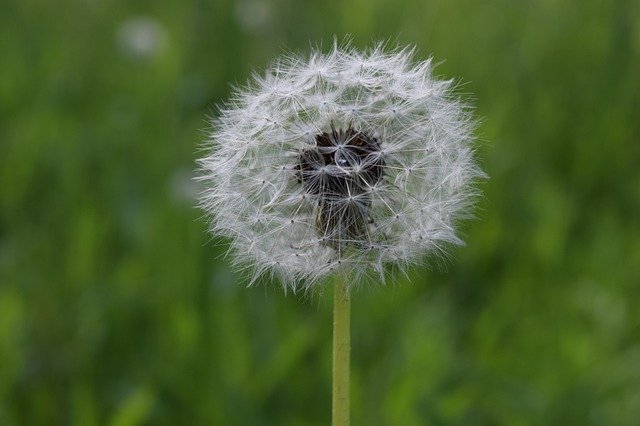 Free download Dandelion Glade Greens -  free photo or picture to be edited with GIMP online image editor