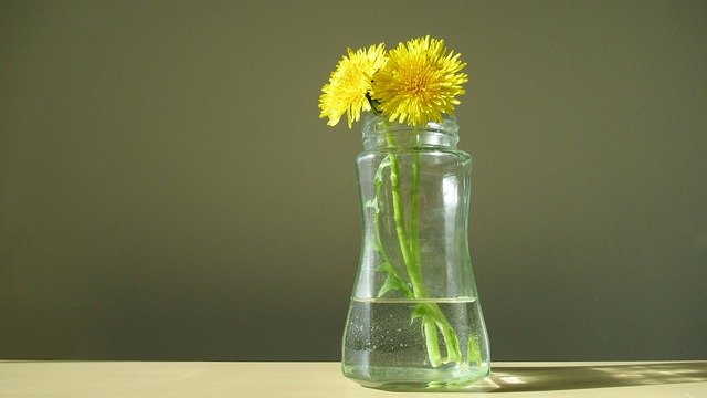 Free download Dandelion Glass Blossom -  free photo or picture to be edited with GIMP online image editor