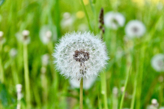 Free download dandelion grass plants meadow free picture to be edited with GIMP free online image editor
