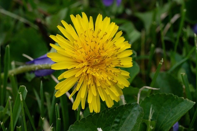 Free download Dandelion Grass Weed -  free photo or picture to be edited with GIMP online image editor