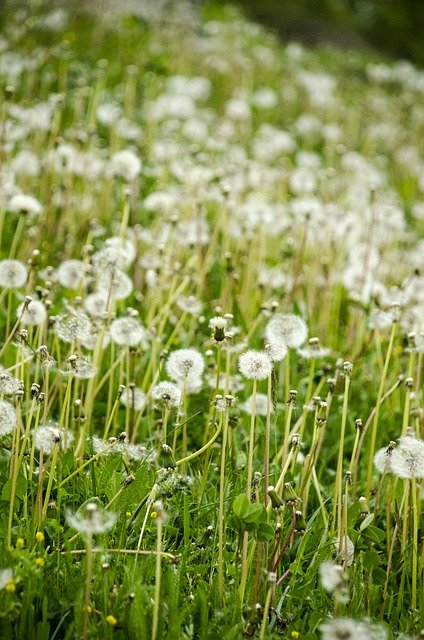 Téléchargement gratuit de Dandelion Green Nature - photo ou image gratuite à éditer avec l'éditeur d'images en ligne GIMP