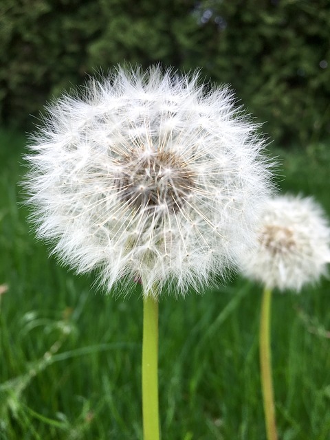 Free download dandelion green outdoor nature free picture to be edited with GIMP free online image editor