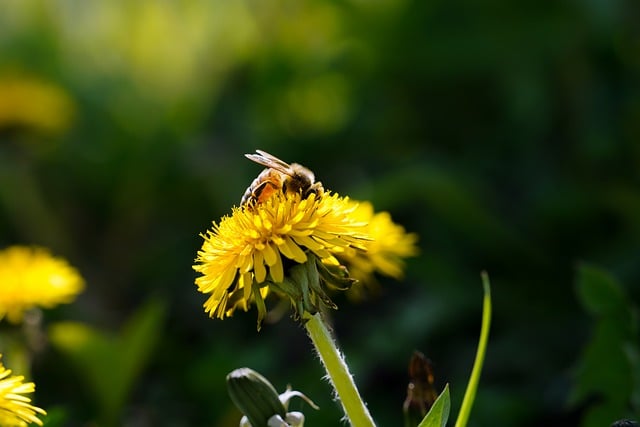 Free download dandelion insects bee spring free picture to be edited with GIMP free online image editor