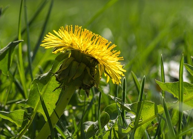 Free download Dandelion In The Grass Yellow -  free photo or picture to be edited with GIMP online image editor