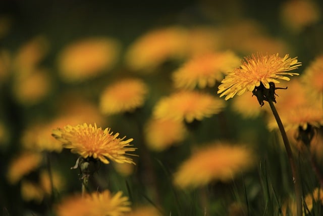 Free download dandelion lawn bloom spring grass free picture to be edited with GIMP free online image editor