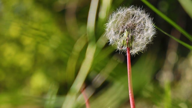 Free download dandelion lawn green nature free picture to be edited with GIMP free online image editor